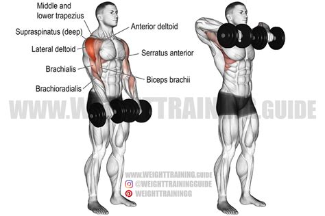 Dumbbell Wide Grip Upright Row Exercise Instructions And Video