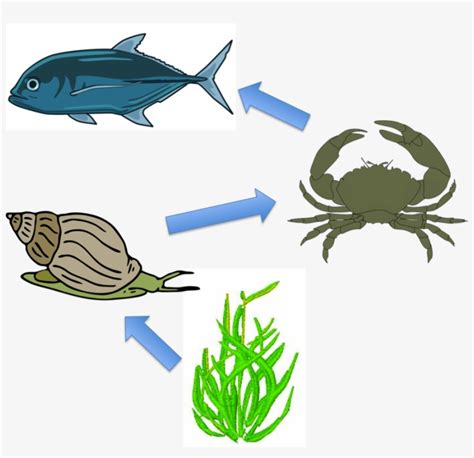 Animal Food Chain Clipart Images