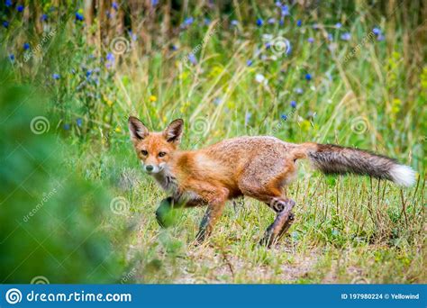 European Red Fox In Summer Nature Stock Photo Image Of Looking Close