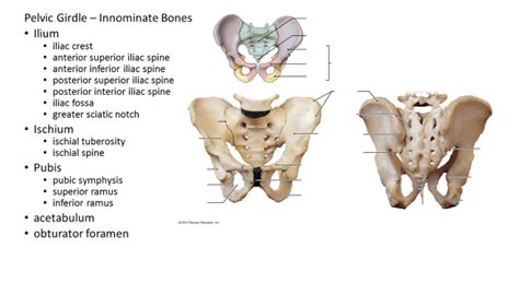 Pelvic Girdle Innominate Bones • Ilium Iliac Crest