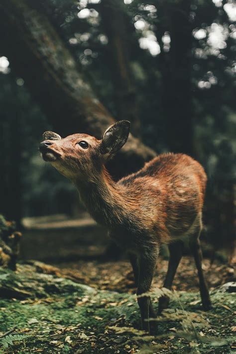 Magical Place By Dylan Furst More Animals Beautiful Wild Creatures