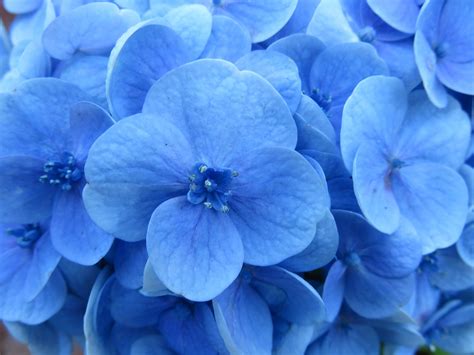 Popular Types Of Blue Flowers Blooms Today