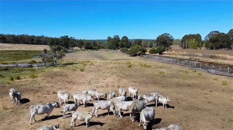 A heartbreaking video of an Aussie farmer digging a mass grave for 3000