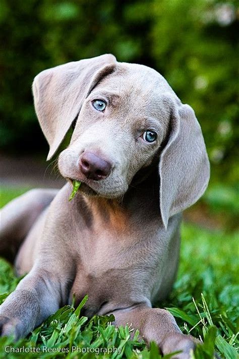 17 Best Images About Weimaraner Puppies On Pinterest