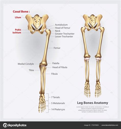 Leg Bone Diagram Printable Human Skeleton Diagram Labeled Unlabeled