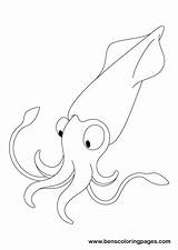 Squid Coloring Handout Below Please sketch template