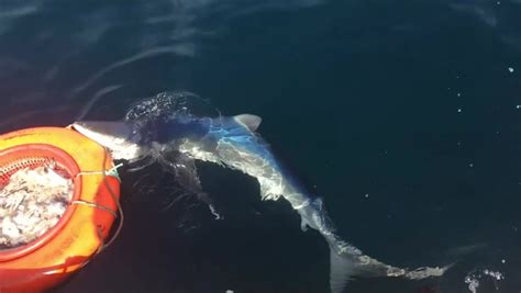 Incredibly Rare White Harbour Porpoise Spotted Off The Coast Of