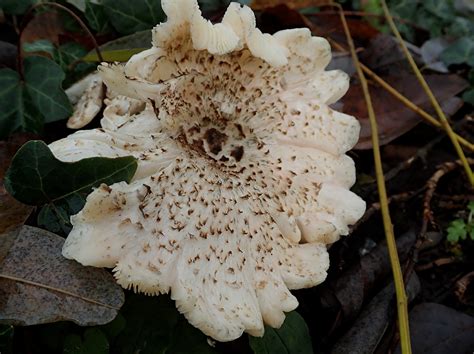 Weißer Pilz mit braunen Schuppen: Lentinus tigrinus - Pilzbestimmung ...