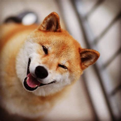 Meet Maru The Smiliest Dog In Japan Bored Panda