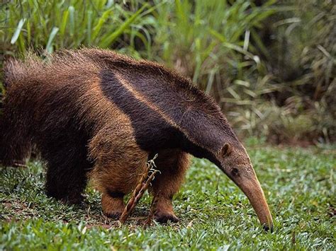 Welcome To Fun2shh World Latest Anteater Animal Wallpapers Download