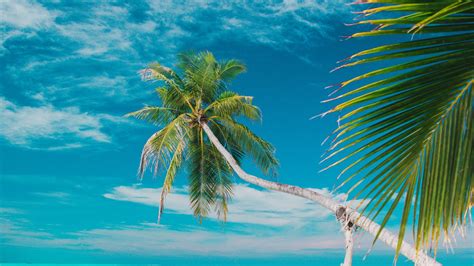 Download Wallpaper 1920x1080 Beach Sea Palm Trees Summer Tropics