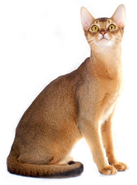 Abyssinian cats care, personality, grooming, health, training, costs and feeding all included. Popular Cat Breeds and Interesting Facts | HubPages