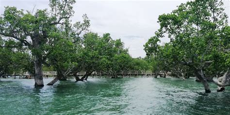 Sagay Mangrove Eco Tourism Project Uplifts Lives