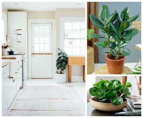 11 Houseplants That Dont Need A Lot Of Sunlight To Grow Low