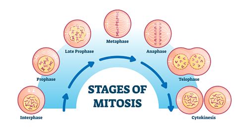 Stages Of Mitosis Vector Illustration Diagram Stock Illustration
