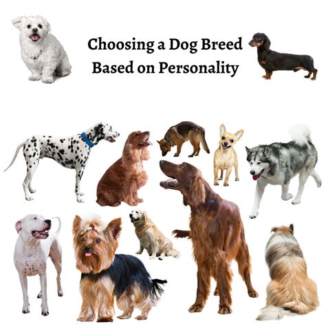 Choosing A Dog Breed Based On Personality Whippany New Jersey