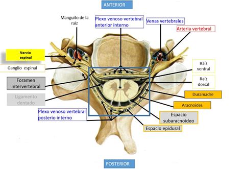 Anatomía De La Columna Cervical Dolopedia