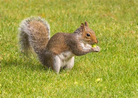 Grey Squirrel Eating An Acorn Worcestershire England Stock Image