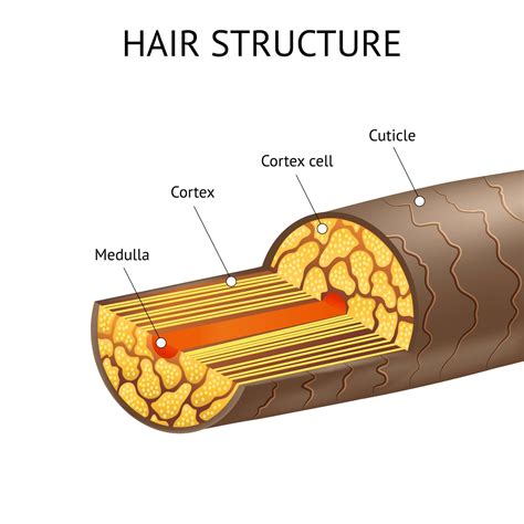 19 Cross Section Of Hair Lorniealessia
