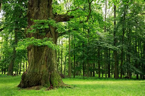 Mighty Oak Tree On Clearing In Deciduous Forest Stock Photo Download