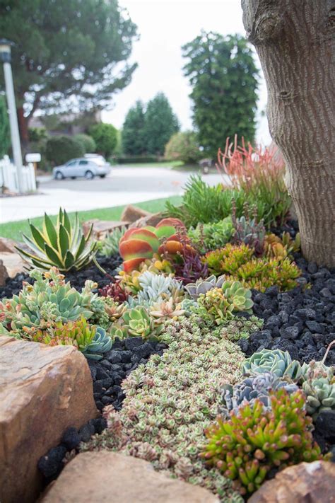 Best Succulent Rock Garden Photos Basic Idea Home Decorating Ideas