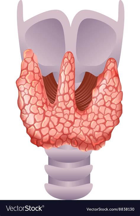 Healthy Thyroid Gland Royalty Free Vector Image