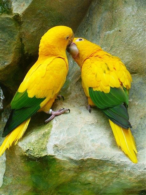 Romantic Birds Couple