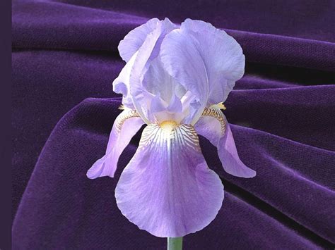 Fleur De Lis The Lily Flower Thriftyfun