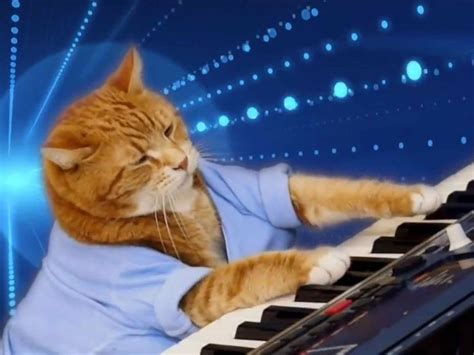 More Than Keyboard Cat Meet All The Cute Kitties Who Have Talent