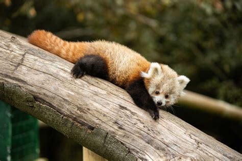 Fota Wildlife Park Welcomes Endangered Twin Baby Red Panda Cubs To