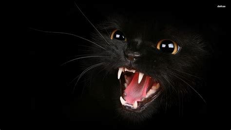 Black Cat For Beautiful Dark Background