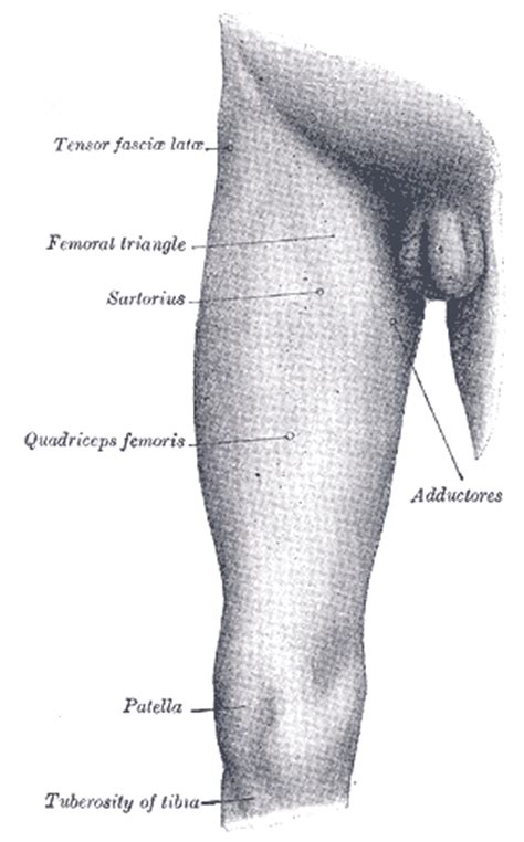 Leg muscles diagram labeled : Thigh Anatomy
