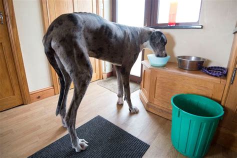 Brit Great Dane Whos 4ft 1in Tall Is In The Running To Be Named