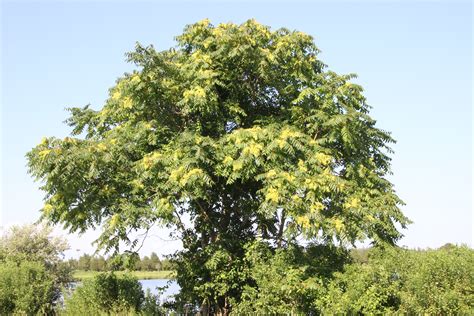 Tree of the Month: Tree of Heaven - Shelter Island Friends of Trees