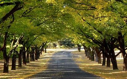 Road Nature Trees Wallpapers Awesome Between Autumn