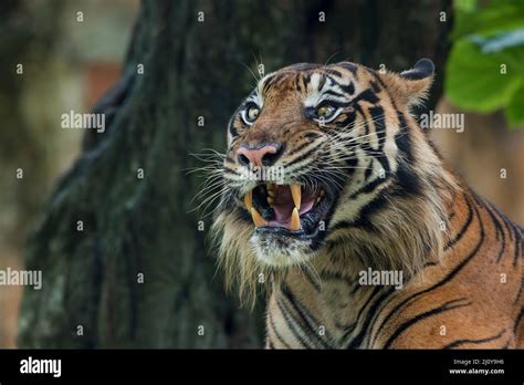Big Adult Sumatran Tiger With Scary Face Stock Photo Alamy