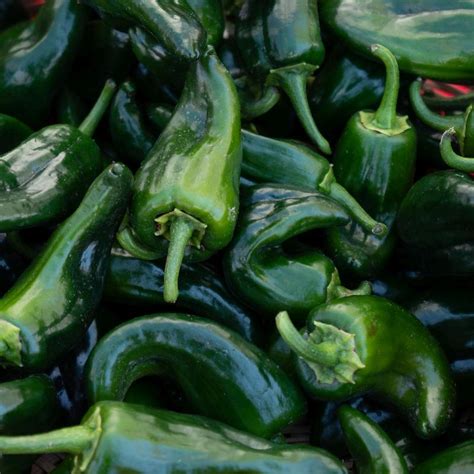 Buy Ancho Poblano Hot Pepper Seeds Online Everwilde Farms