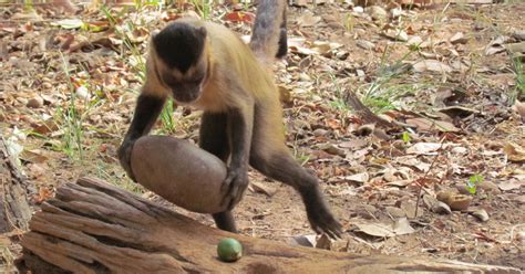 Monkeys Provide Clues To How Tool Use Developed The New York Times