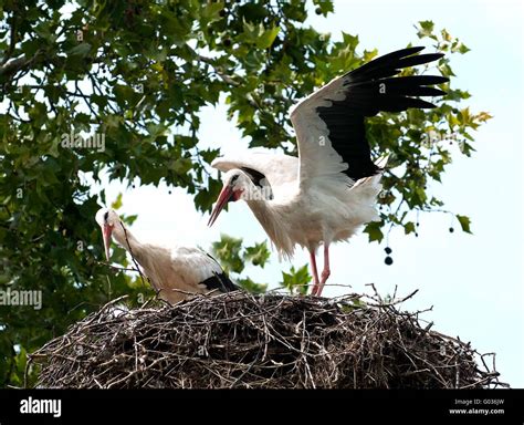 Nesting Storchs Hi Res Stock Photography And Images Alamy