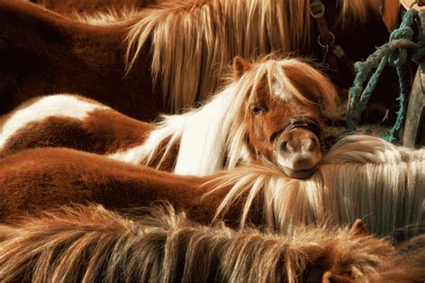 All About Shetland Ponies Facts Lifespan Care Etc Horse Rookie