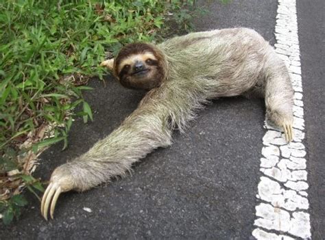 Sloth On The Road Wander Lord