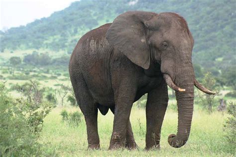 Elefante Africano