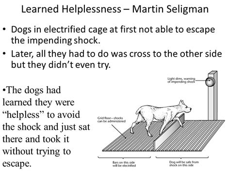 Understanding Learned Helplessness By Brian Goosen Medium