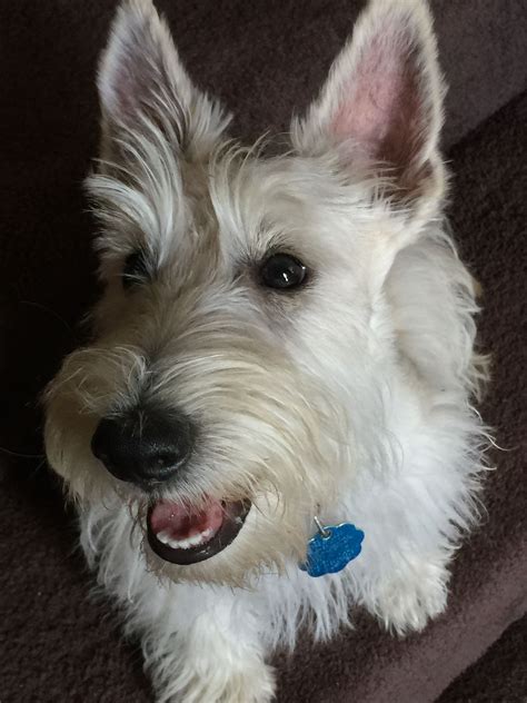Pin By Kathy Rocha On Scottish Terriers Puppy Photos Cute Dogs