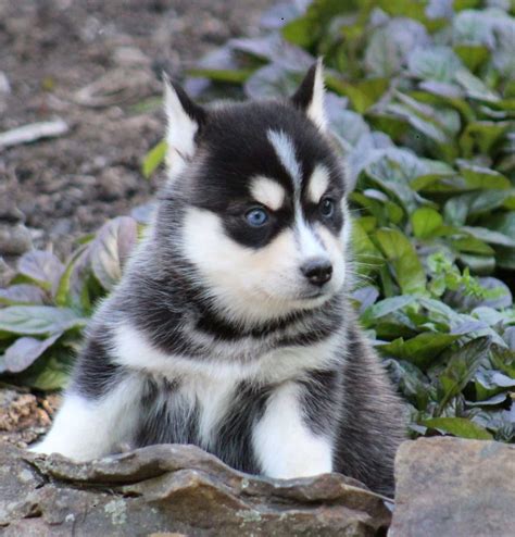 Greenfield puppies has been finding loving homes for puppies for over a decade. Pomsky Puppies For Sale | Los Angeles County, CA #250234