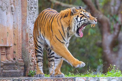 Sleepy Tiger Photograph By Dart Humeston Pixels