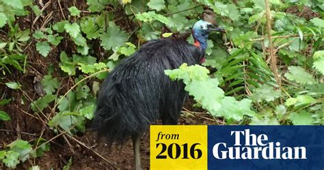 Cassowary Ruthie Relocated After Trying To Break Into Elderly Mans