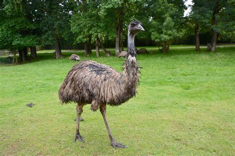 Hd Wallpaper Emu Big Bird Feathers Nature Plumage Emu Of