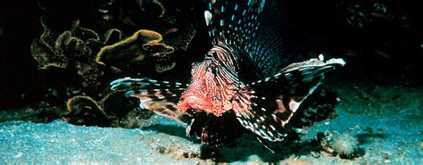 Why Are Lionfish A Threat To Atlantic Ocean Fish