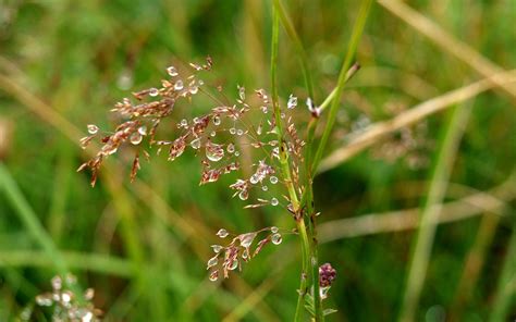 Trembling Grass Dew Dewdrop Free Photo On Pixabay Pixabay